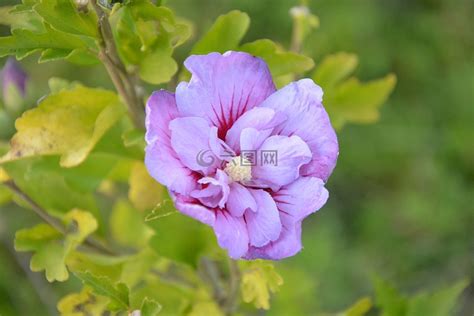 紫花芙蓉|超过 400000 张关于“芙蓉花紫色”和“花”的免费图片